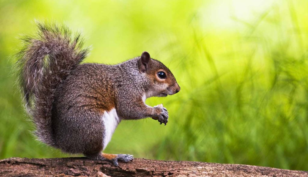 squirrel sitting on a log outdoors