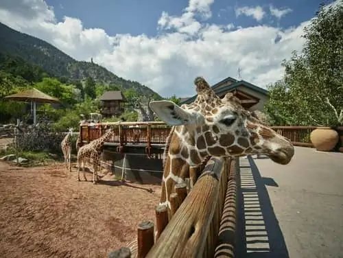 cheyennezoo - 21 Best Day Trips from Colorado Springs in [y]