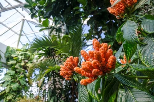 Orange flowers at the Daniel Stowe Botanical Garden in Charlotte