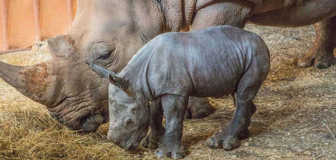 North Carolina Zoo