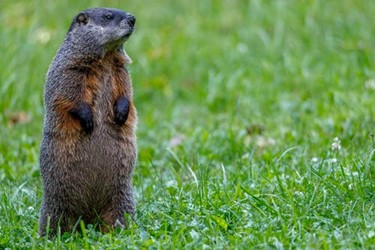 groundhog - Fun Groundhog Day Activities!