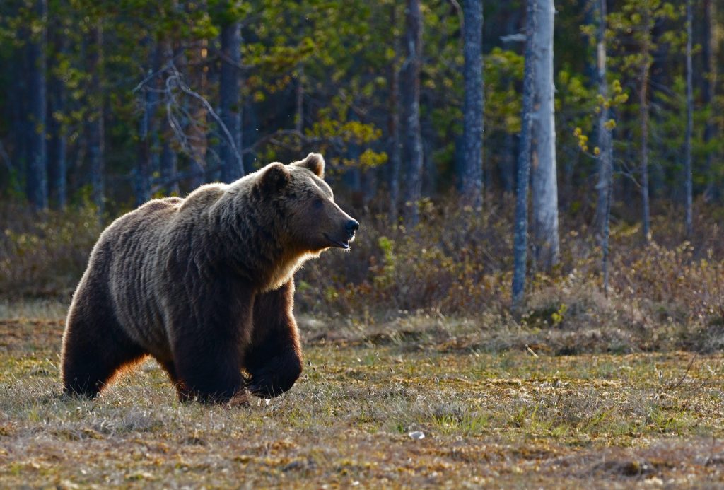 brown bear walking in forest