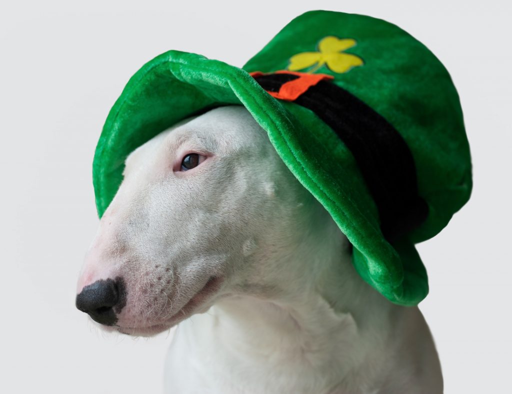 dog wearing st. patrick's day hat